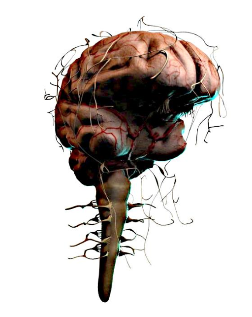 brain.jpeg